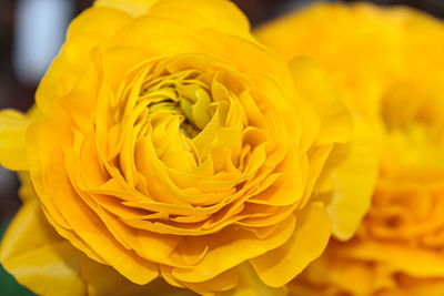 Close-up of yellow rose