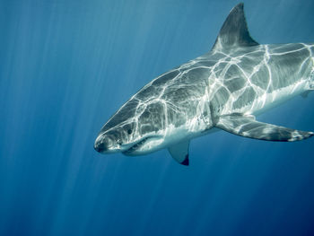 Close-up of great white shark swimming in sea