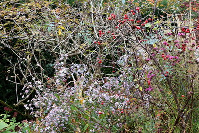 Flowering plants and trees in field