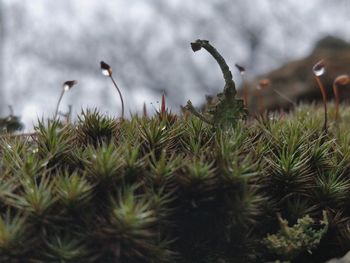 Close-up of pine tree