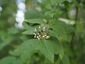 Close-up of green flowering plant