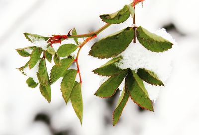 Close-up of frozen plant during winter