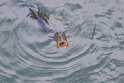 High angle view of fish swimming in lake