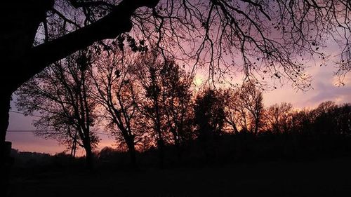 Silhouette of bare trees at sunset