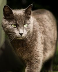 Close-up portrait of cat