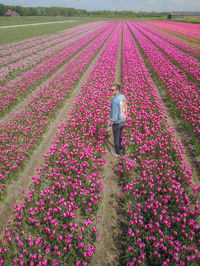 A men in a flower tulip field in the netherlands from above