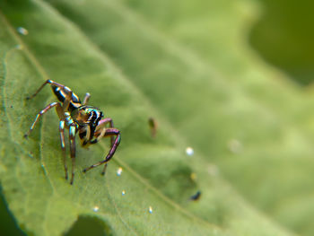 Close-up of insect on leaf