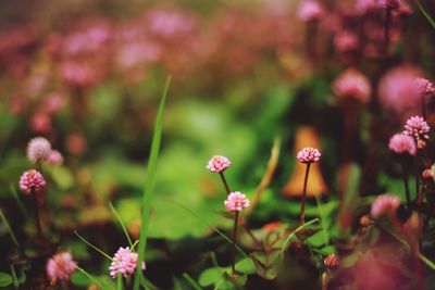 Close-up of pink flowering plants on field