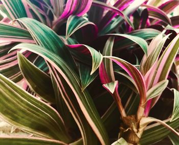 Full frame shot of plants