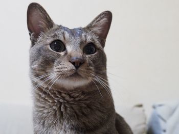 Close-up portrait of cat