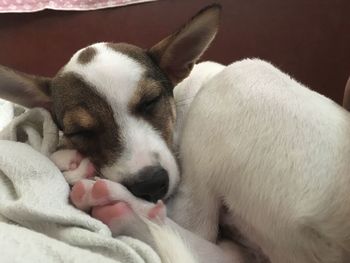 Close-up of puppy sleeping