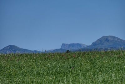 Scenic view of field against clear blue sky