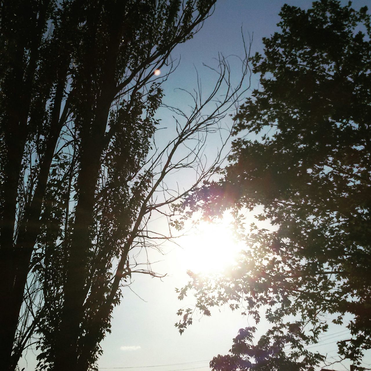 tree, sun, low angle view, tranquility, sunlight, sunbeam, branch, beauty in nature, growth, nature, lens flare, silhouette, scenics, tranquil scene, sky, back lit, bright, idyllic, outdoors, no people