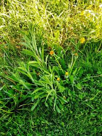 Plants growing on grassy field