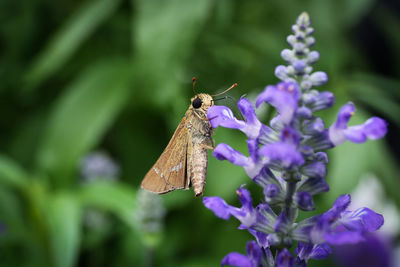 Close-up of butterfly pollinating on purple flower