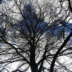 Low angle view of silhouette bare tree against sky