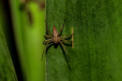 Close-up of spider on web