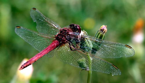 Close-up of insect on leaf