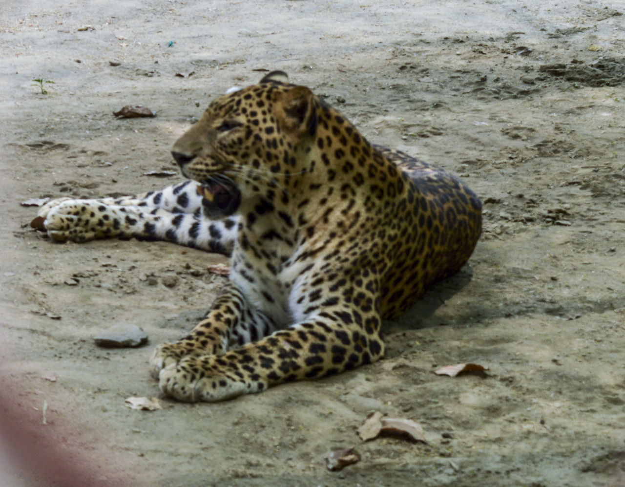 TIGER LYING ON A LAND