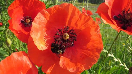 Close-up of red poppy flower