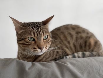 Close-up portrait of a cat