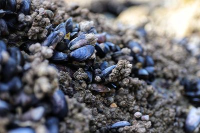 Close-up of pebbles on rock