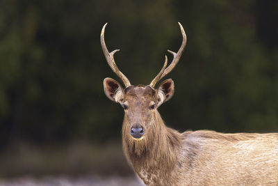 Close-up of sambar deer