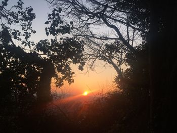 Trees against sky during sunset