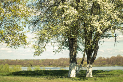 View of trees by the lake