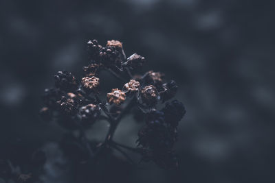 Dry blackberry plant