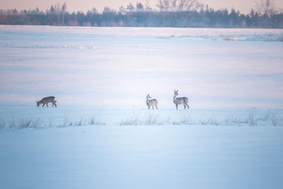 A beautiful winter landscape with roe deer feeding on the field in distance.