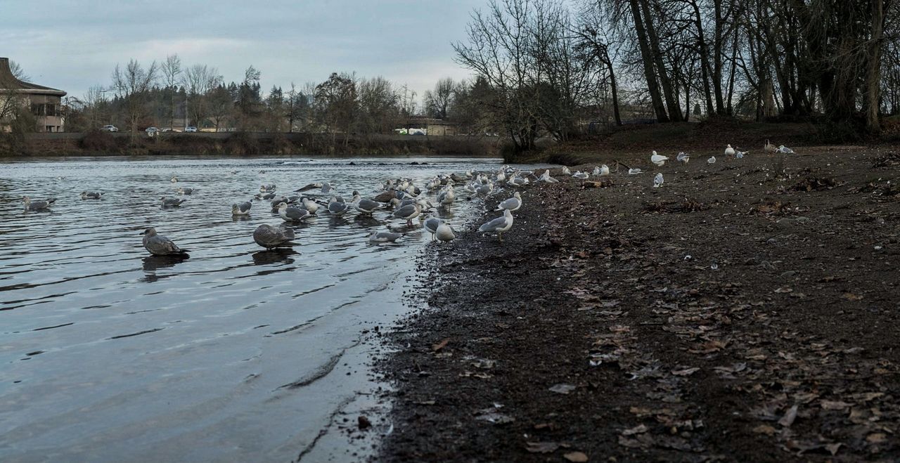 water, group of animals, animal themes, animal, vertebrate, bird, tree, animal wildlife, animals in the wild, nature, lake, no people, day, swimming, duck, poultry, plant, large group of animals, waterfront, outdoors, floating on water