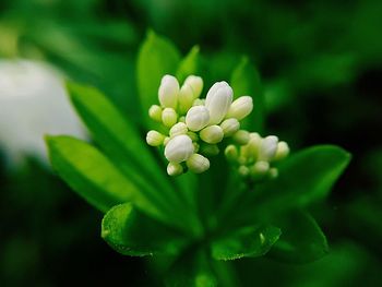 Close-up of flowering plant