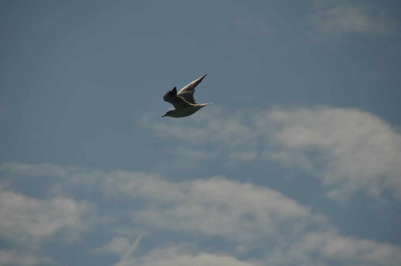 LOW ANGLE VIEW OF A BIRD FLYING