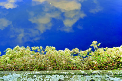 Close-up of plants growing on field against blue sky