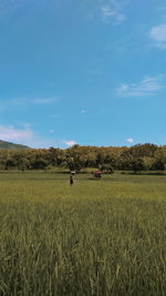 Scenic view of agricultural field against sky