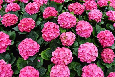 Full frame shot of pink flowering plants
