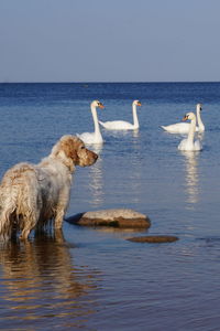 Swans in sea against sky