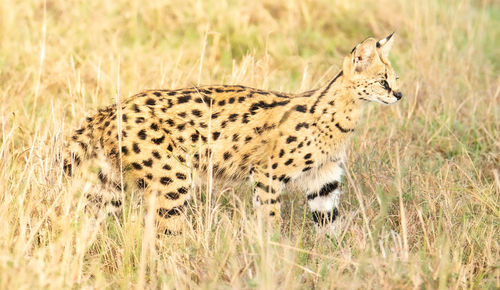 Cat lying in a field