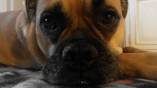 Close-up portrait of dog relaxing at home