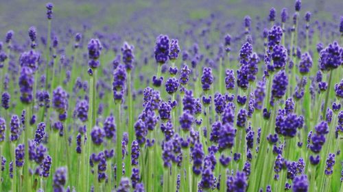 Close-up of purple lavender flowers on field