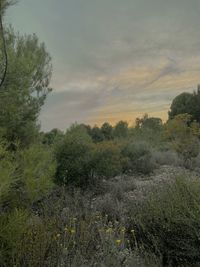 Scenic view of trees on field against sky