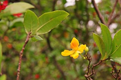 Close-up of yellow flowering plant