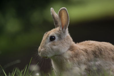 Close-up of an animal on land
