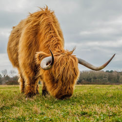 Highland cattle in a field