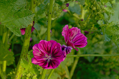 Close-up of purple flowering plant