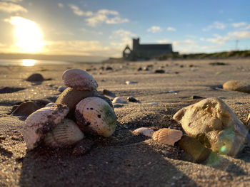 Sea shells on the beach