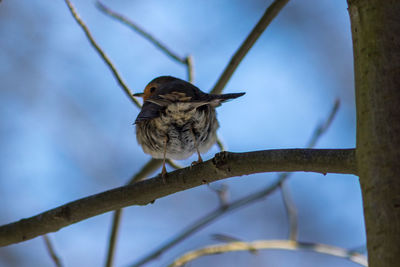 Close-up of bird perching on branch