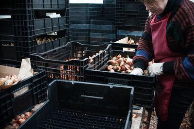 Girl sorting tulip bulbs for planting
 