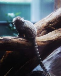 Low angle view of tamarin monkey on log